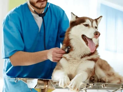 Alles rund um die Tierbetreuung: Entdecken Sie unser umfassendes Betreuungsangebot