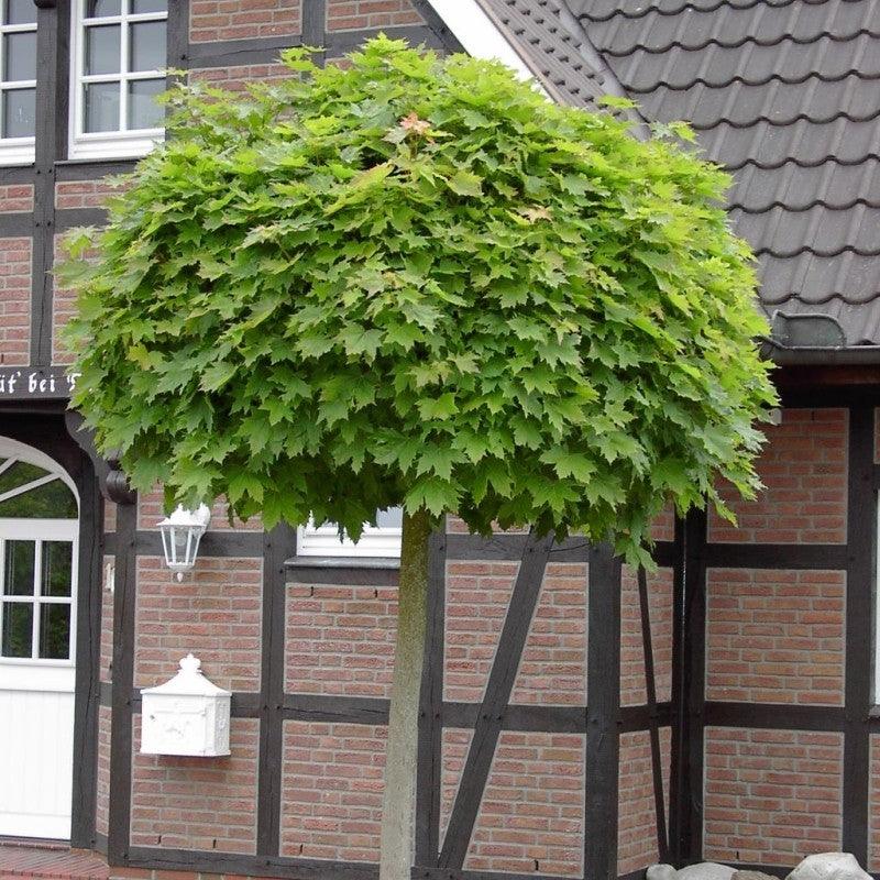 Warum Immergrüne Kugelbäume eine Bereicherung für jede Terrasse sind