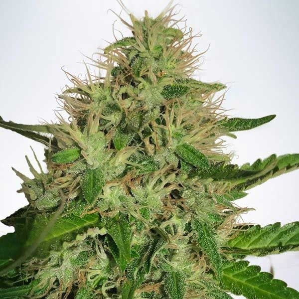 Lemon Cherry Cookies Auto: Spritziger Zitrusaufguss mit einem Hauch von Süße