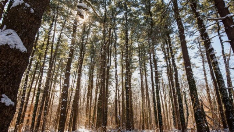 Snow-3-e1447867870832-878x495