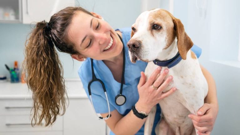 article-essential-dog-care-hero