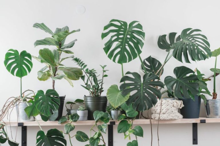 low-maintenance-houseplants-1024x684